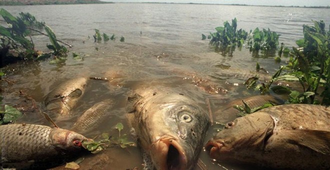 Miles de peces aparecieron muertos en las orillas del Guadalquivir a causa del vertido tóxico de las minas de Aznalcóllar. EFE