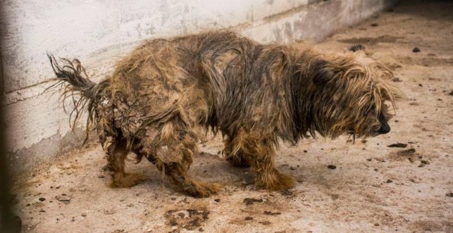 Uno de los perros del criadero Aguas Claras de Tres Cantos, fotografiado por la Asociación Veggie for Animals.