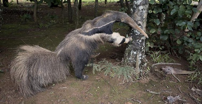 El oso hormiguero disecado que puede verse en el centro de interpretación del Parque Nacional de las Emas.