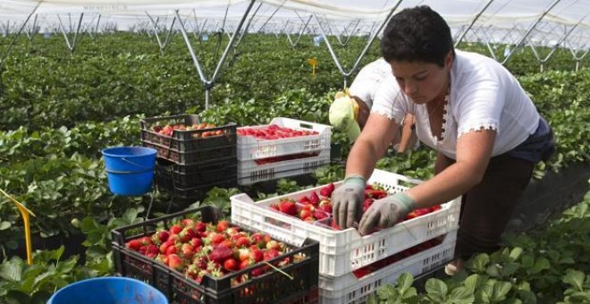rabajadores en un campo de fresas de Palos de la Frontera - EFE/ JULIÁN PÉREZ