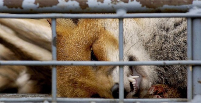 De media, más de 12.000 zorros mueren cada año en Galicia a manos de los cazadores. AFP