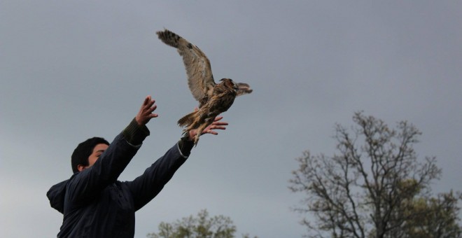 Un joven liberando a un ave/AMUS