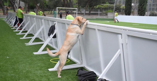 Perro guía de uno de los jugadores de la selección de fútbol para ciegos que observa el entrenamiento. MARÍA LOZANO
