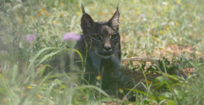 Litio, el lince identificado por los Agentes Rurales. AGENTS RURALS