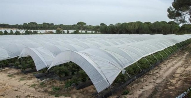Campo de trabajo para la recolección de la fresa en Huelva. / Europa Press
