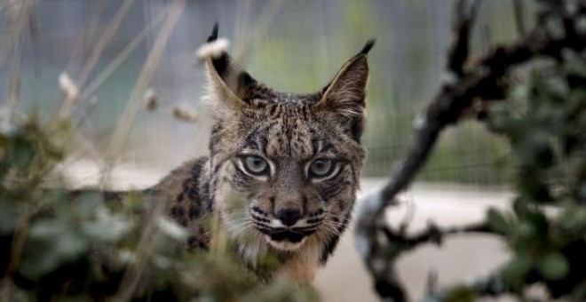 Fotografía de archivo de un lince ibérico. EFE