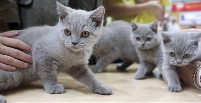 Una camada de gatos. - EFE