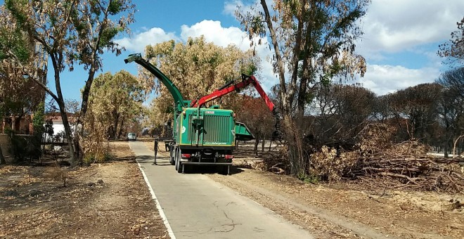 Imagen cedida por la Consejería de Medio Ambiente de la Junta de Andalucía de la reforestación de Doñana.