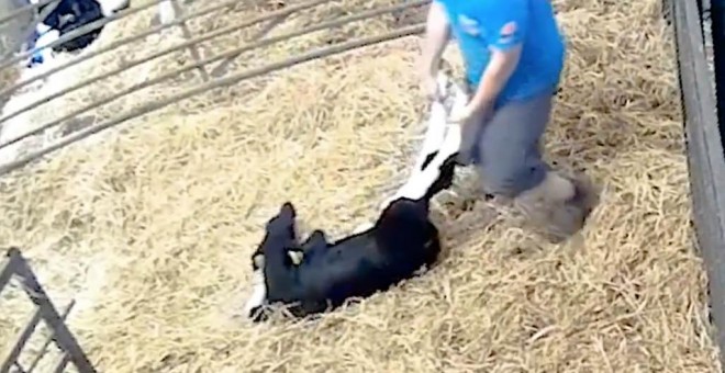 Imagen del maltrato en la granja de Somerset. IGUALDAD ANIMAL