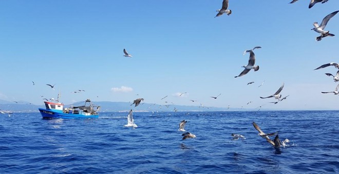 Un pesquero rodeado de aves en aguas de Mataró. LUCÍA VILLA