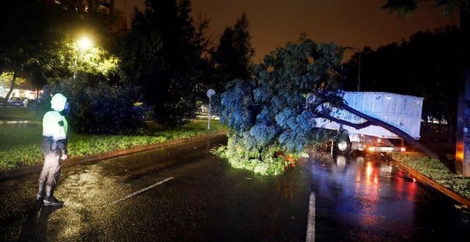 Un policía local contempla los trabajos de retirada de un árbol en la avenida Blasco Ibañez, en Valencia. - EFE