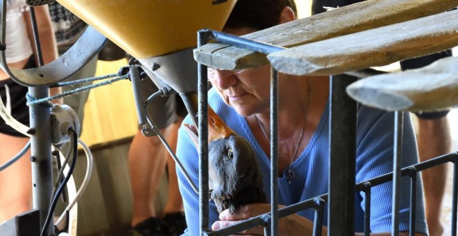 Una de las trabajadoras de la granja alimenta a uno de los gansos para elaborar foie-gras. IGUALDAD ANIMAL