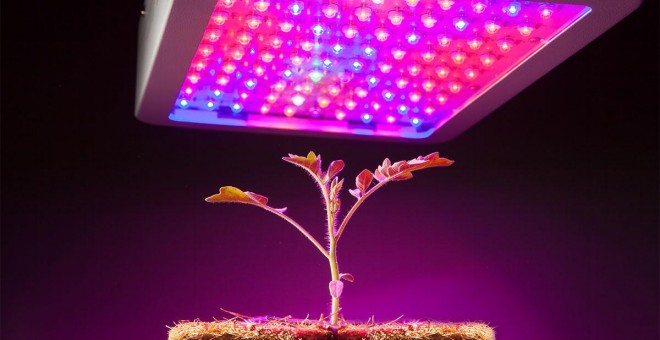 Planta cultivada con iluminación led./PRBX