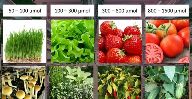 Necesidades lumínicas de diversas frutas y hortalizas clasificadas por el flujo de fotones./ PRBX