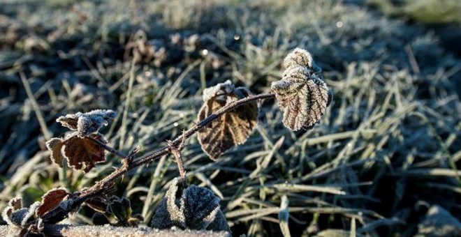 07/01/2019.- La localidad orensana de Xinzo de Limia lleva registrando los pasados días temperaturas de -5 ºC, convirtiéndose en una de las temperaturas más gélidas de Galicia. En la imagen, vista de un campo helado en el municipio de Xinzo de Limia. El