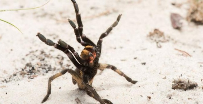 Un individuo de Ceratogyrus attonitifer en posición de ataque levantando las patas delanteras en su hábitat natural. / Kostadine Luchansky