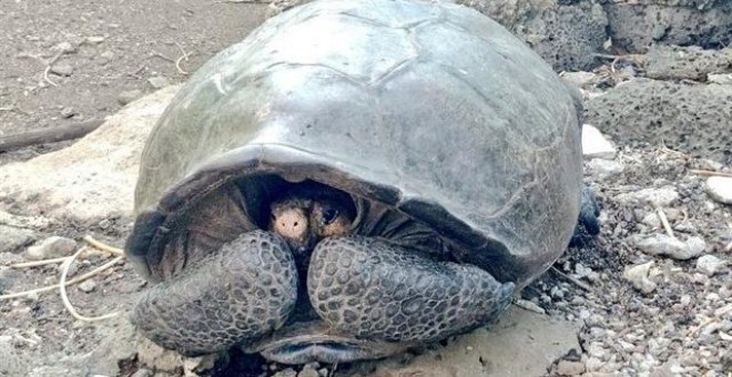 Ejemplar de una especie de tortuga gigante que se consideraba extinta. / TWITTER - MARCELO MATA