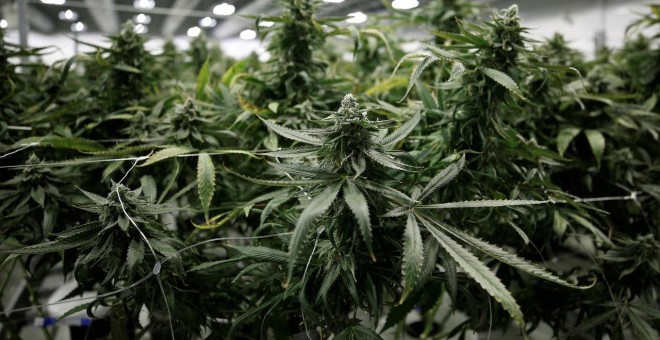 Plantas de marihuana en una plantación de Canopy Growthen  Ontario (Canada). REUTERS