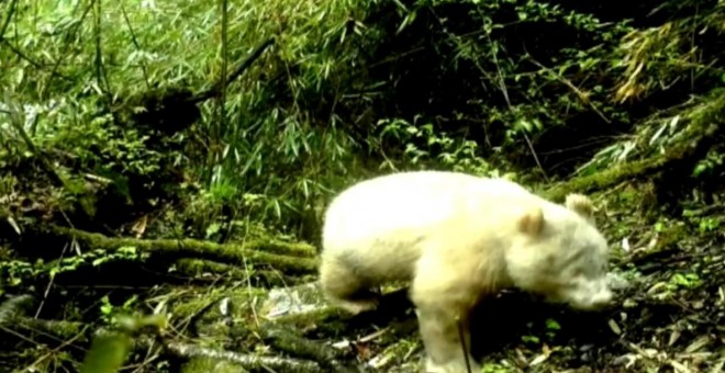 Imagen del oso panda albino.