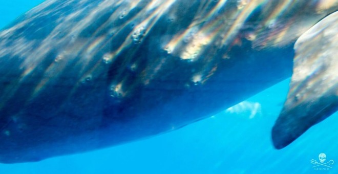 Delfín en cautividad maltratado en el Zoo Aquarium de Madrid. Sea Shepherd