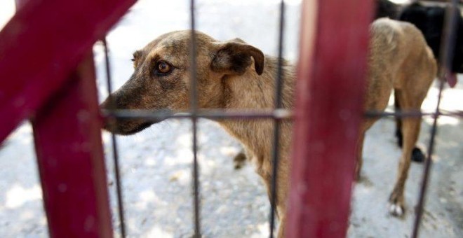 Un perro en un refugio para animales abandonados.- EFE