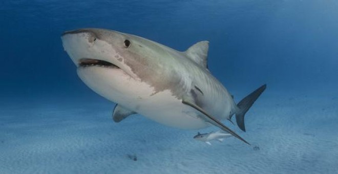 Una de Una de las especies afectadas por la pesca es el tiburón tigre. / NEIL HAMMERSCHLAG