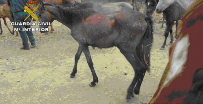 Estado de uno de los caballos rescatados. GUARDIA CIVI/SEPRONA