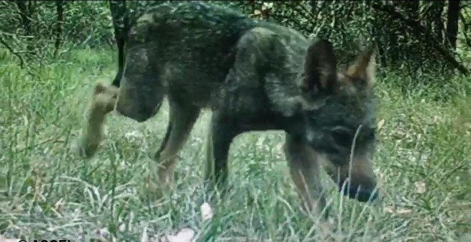 09/08/2019- Un cachorro de lobo en libertad en Castilla y León/ ASCEL