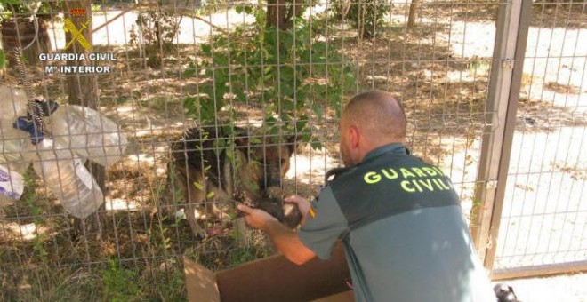 20/08/2019 - Imagen del momento en el que la Guardia Civil encuentra a la madre de los cachorros / GUARDIA CIVIL