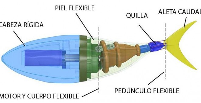 Descripción interna del 'Tunabot'. Zhu et al., Sci. Robot. 4, eaax4615 (2019)