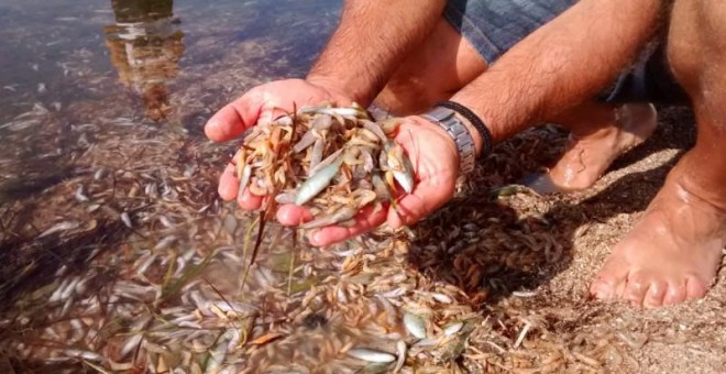 Peces y crustáceos muertos en el Mar Menor el pasado 14 de octubre.  ASOCIACIÓN ANSE