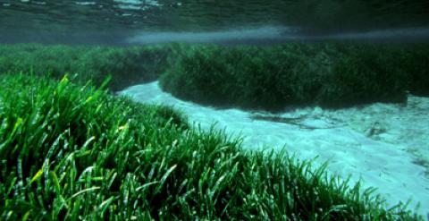 En Formentera se encuentra la posidonia más grande identificada, una pradera de 15 kilómetros.-