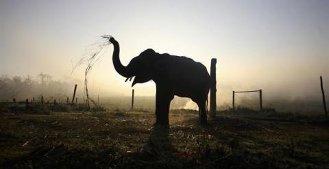 Elefante asiático