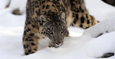 Leopardo de las nieves