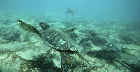 Tortuga verde marina