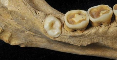 Identifican restos humanos en Atapuerca con un molar de más. /JORDI MESTRE