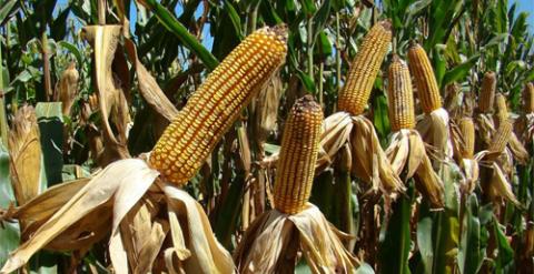 El maíz es una de las variedades de transgénicos autorizadas en la UE.