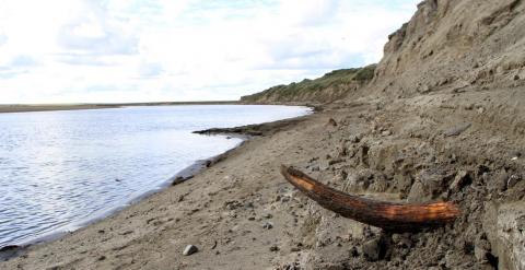 Colmillo de mamut en la orilla de un río en la península de Taimyr (Siberia). /Love Dalén