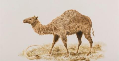 Hallan ADN de camello en Canadá similar a los de África y Asia