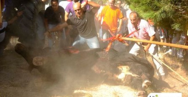 TORO DE LA VEGA