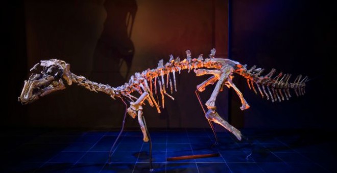 El primer esqueleto original de dinosaurio montado en España, perteneciente a la especie Proa valdearinnoensis / Fundación Dinópolis