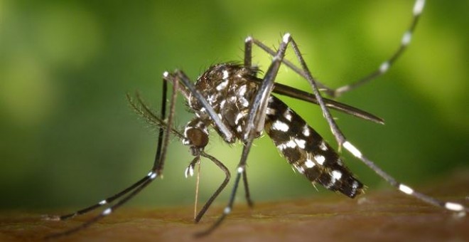 Mosquito tigre