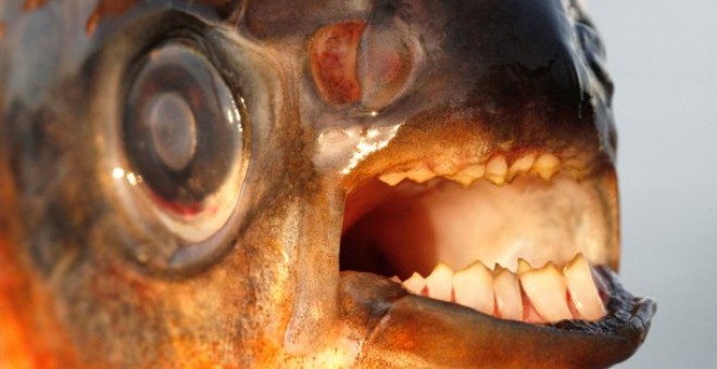 Un ejemplar de pacú, conocido por su dentadura con forma humana. FOTO: Henrik Carl (Universidad de Copenhague)