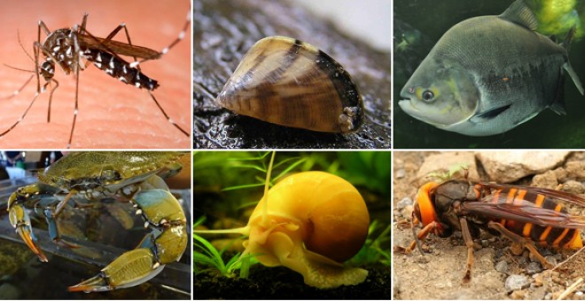 Seis de las especies invasoras que se han instalado recientemente en España (de izqda a dcha): el mosquito tigre, el mejillón cebra, el pacú, el cangrejo azul, el caracol manzana y la avispa asiática.