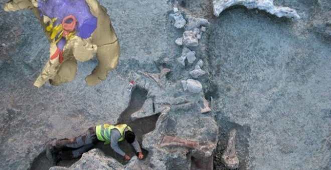 Un titanosaurio de 14 metros que habitó en Cuenca tenía el cerebro como una pelota de tenis. /CSIC