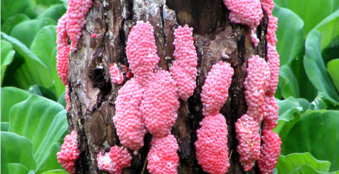 Huevos de caracol manzana ('Pomacea canaliculata') puestos en una planta acuática. / Shan Lv, National Institute of Parasitic Diseases