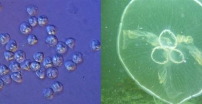 Una medusa parásita revoluciona el concepto de qué es un animal. /A. DIAMANT. P, CARTWRIGHT