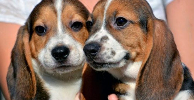 Dos de los cachorros de perro nacidos por fecundación in vitro. UNIVERSIDAD DE CORNELL