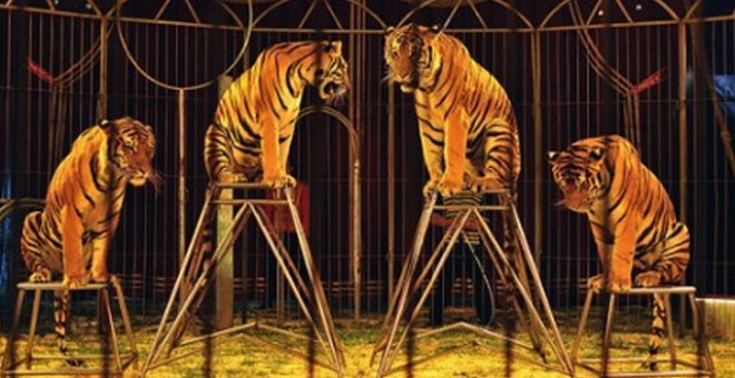 Imagen de archivo de tigres en un circo.