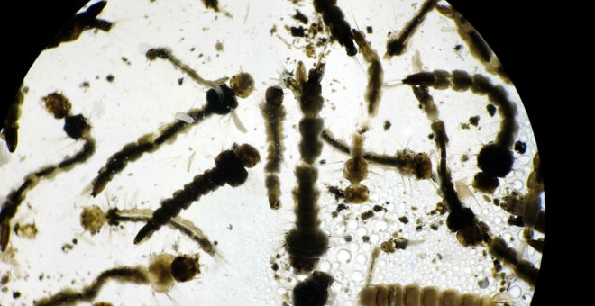 Imagen de un laboratorio de larvas del mosquito Aedes Aegypti, transmisor del virus del zika, el dengue y el chikunguña. EFE